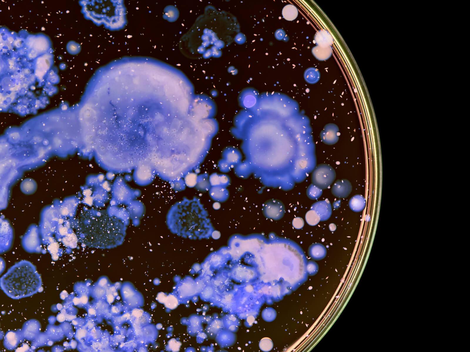 Mould Cleaning Image